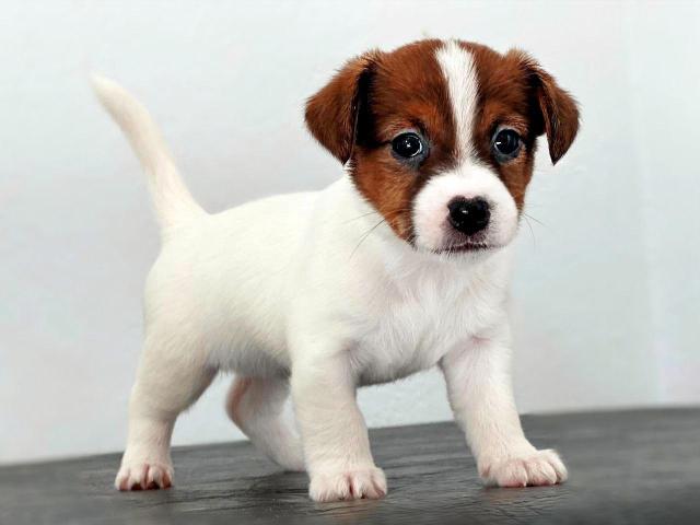 Chiots Jack Russell Terrier De Russie Haut Pedigree - 4/8
