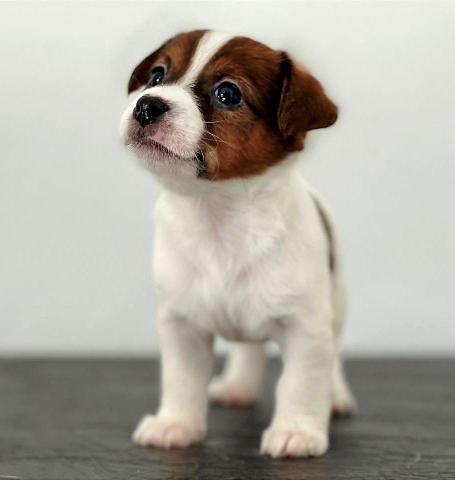 Chiots Jack Russell Terrier De Russie Haut Pedigree - 6/8