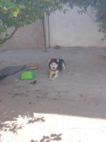 Husky/hasky