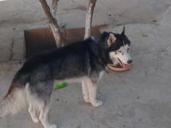 Husky/hasky