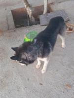 Husky/hasky