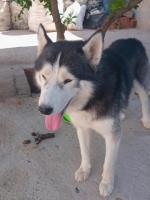 Husky/hasky