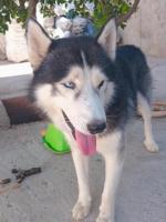 Husky/hasky
